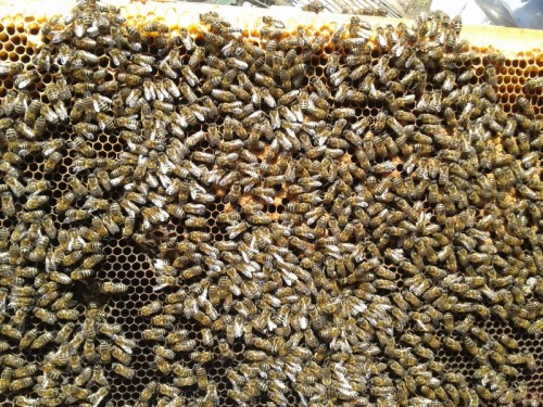 paraziți pentru albine pastile de tratament cu paraziti