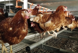 Infecțiile respiratorii la găini – Agroland